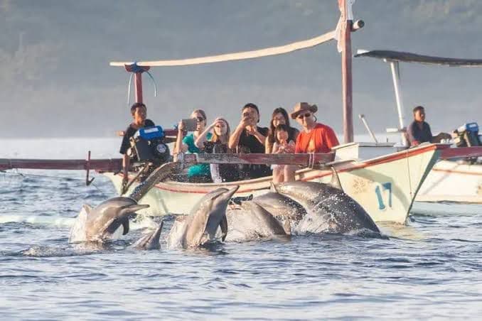 Dolphin Watching Tour - Gallery Image 2