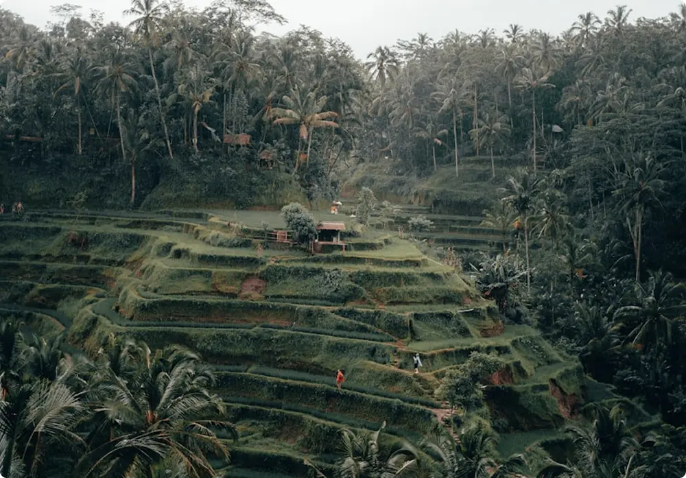 bli putu ubud - Image