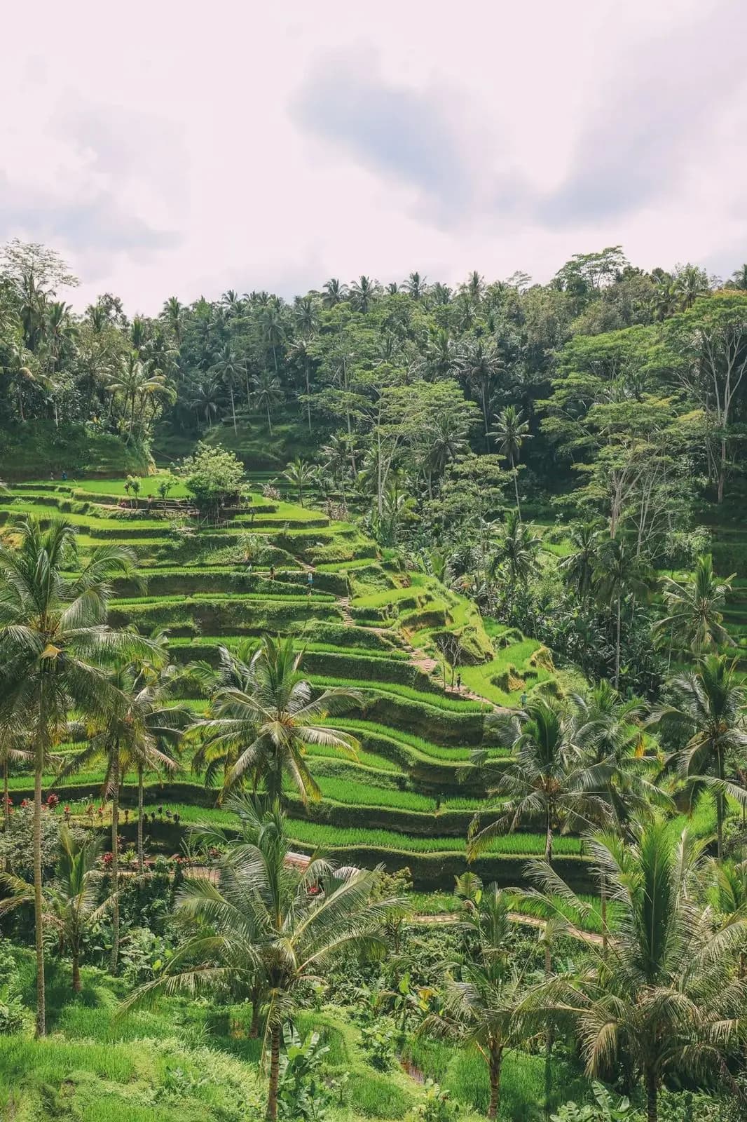 Ubud Tour - Bli Putu Ubud
